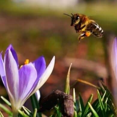 bee and flower