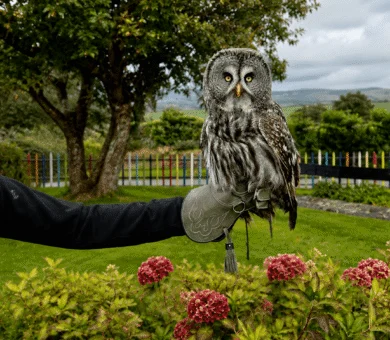 Majestic owl perched on a gloved hand in lush hotel garden with vibrant flowers, offering unique wildlife experience.