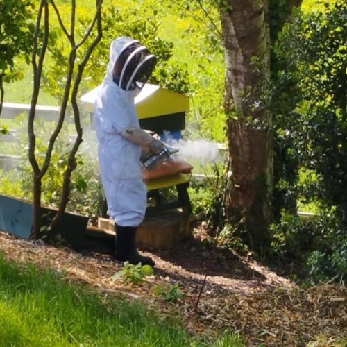 Gallery Image - Happy #worldbeeday from #aghadoeheights Hotel. 🐝

It could be said that bees are singlehandley responsible for our breakfast staples at #aghadoeheights, this is absolutely true.

We keep 60,000 bees in our gardens producing honey for our guests to enjoy every morning in our Lake Room Restaurant and at night in our signature cocktails.

By crafting our own honey, we’re not just reducing food miles but nurturing our environment.

Be sure to speak with Rory our Gardner about our bee hives on your next visit.🍯

#sustainability #sustainablymade #bees🐝 #aghadoeheights #worldbeeday #killarney #honeycombs